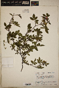 Rosa palustris image