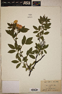 Rosa palustris image