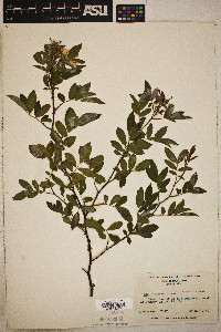 Rosa palustris image