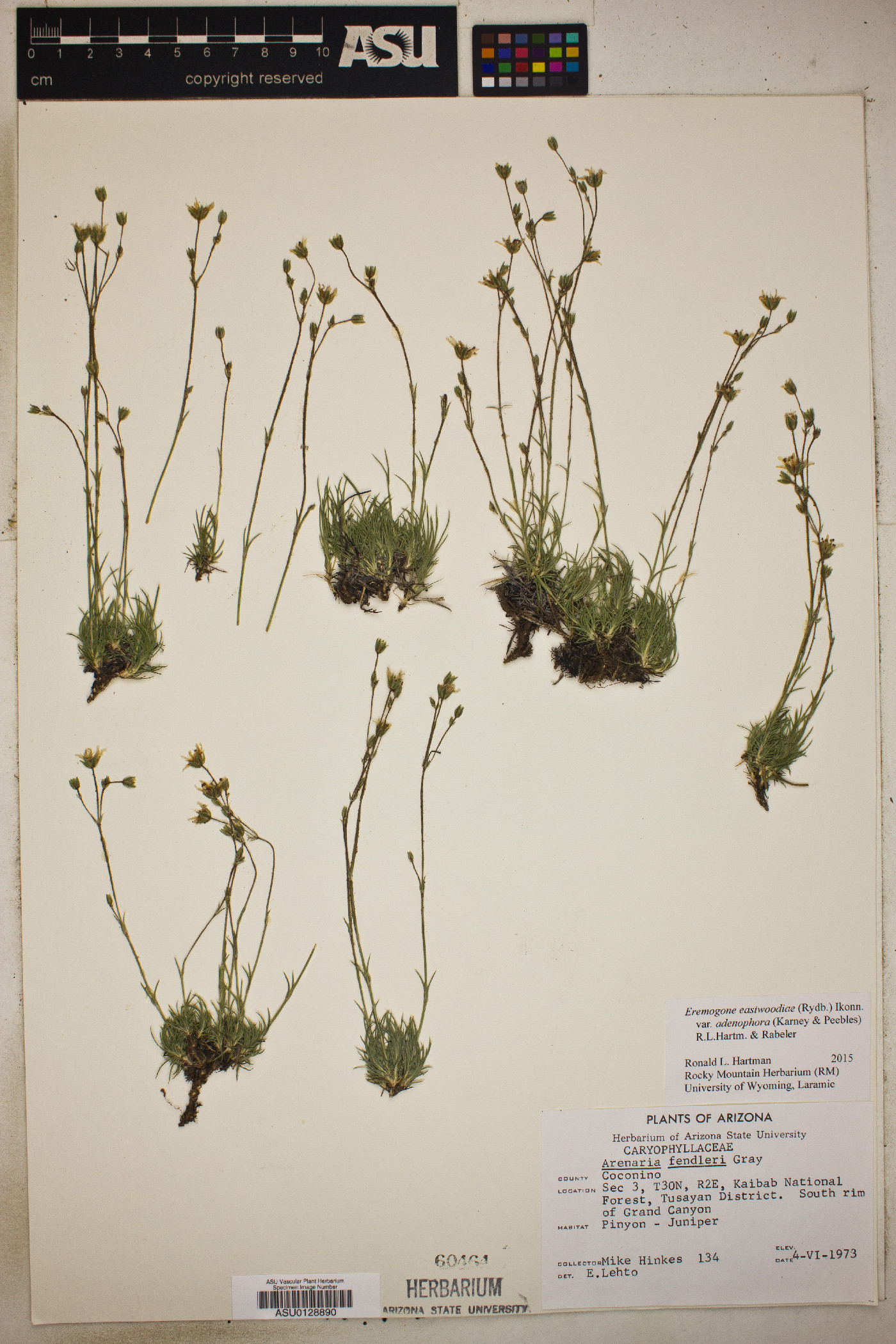Eremogone eastwoodiae var. adenophora image