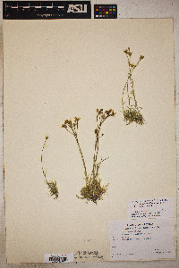 Eremogone eastwoodiae var. adenophora image