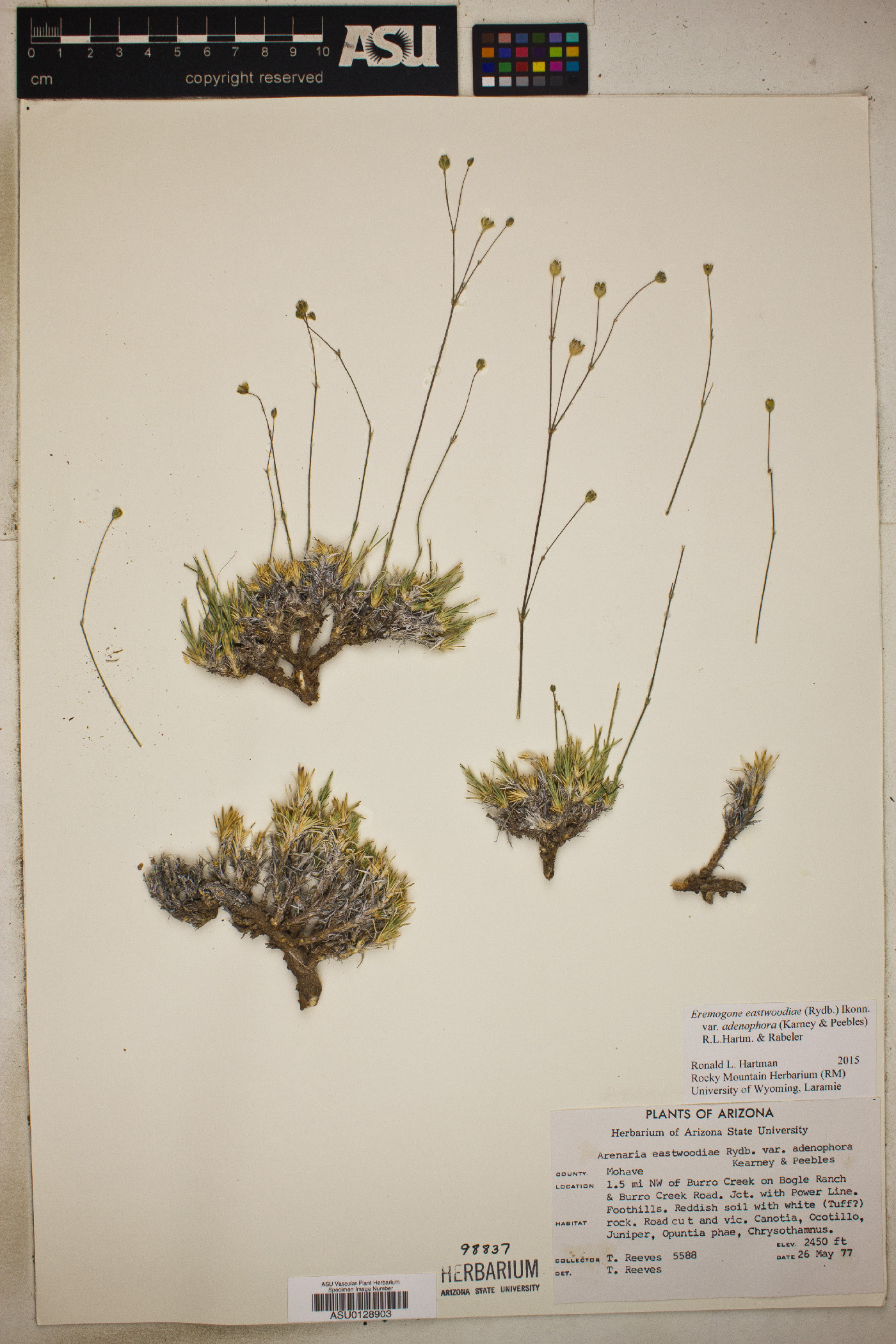 Eremogone eastwoodiae var. adenophora image