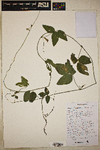 Cologania broussonetii image