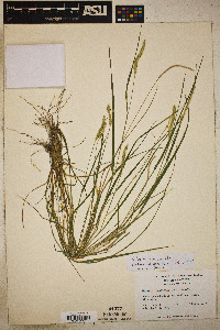 Image of Setaria sphacelata