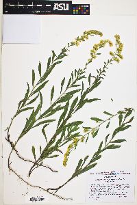 Solidago velutina subsp. sparsiflora image