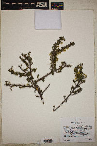 Purshia glandulosa image