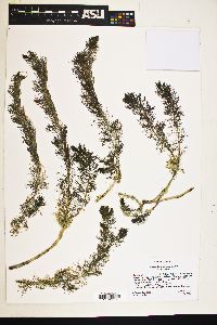 Myriophyllum sibiricum image