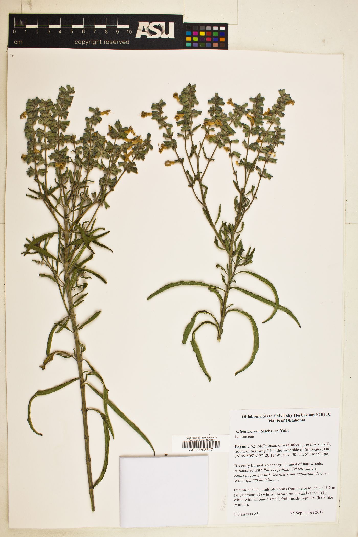 Salvia acerifolia image