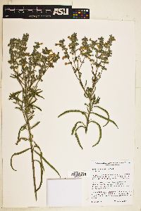 Image of Salvia acerifolia