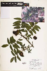 Juglans californica image