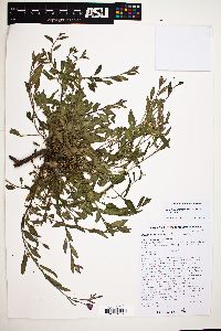 Oenothera platanorum image