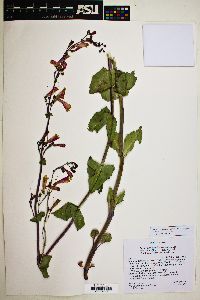 Penstemon pseudospectabilis var. connatifolius image