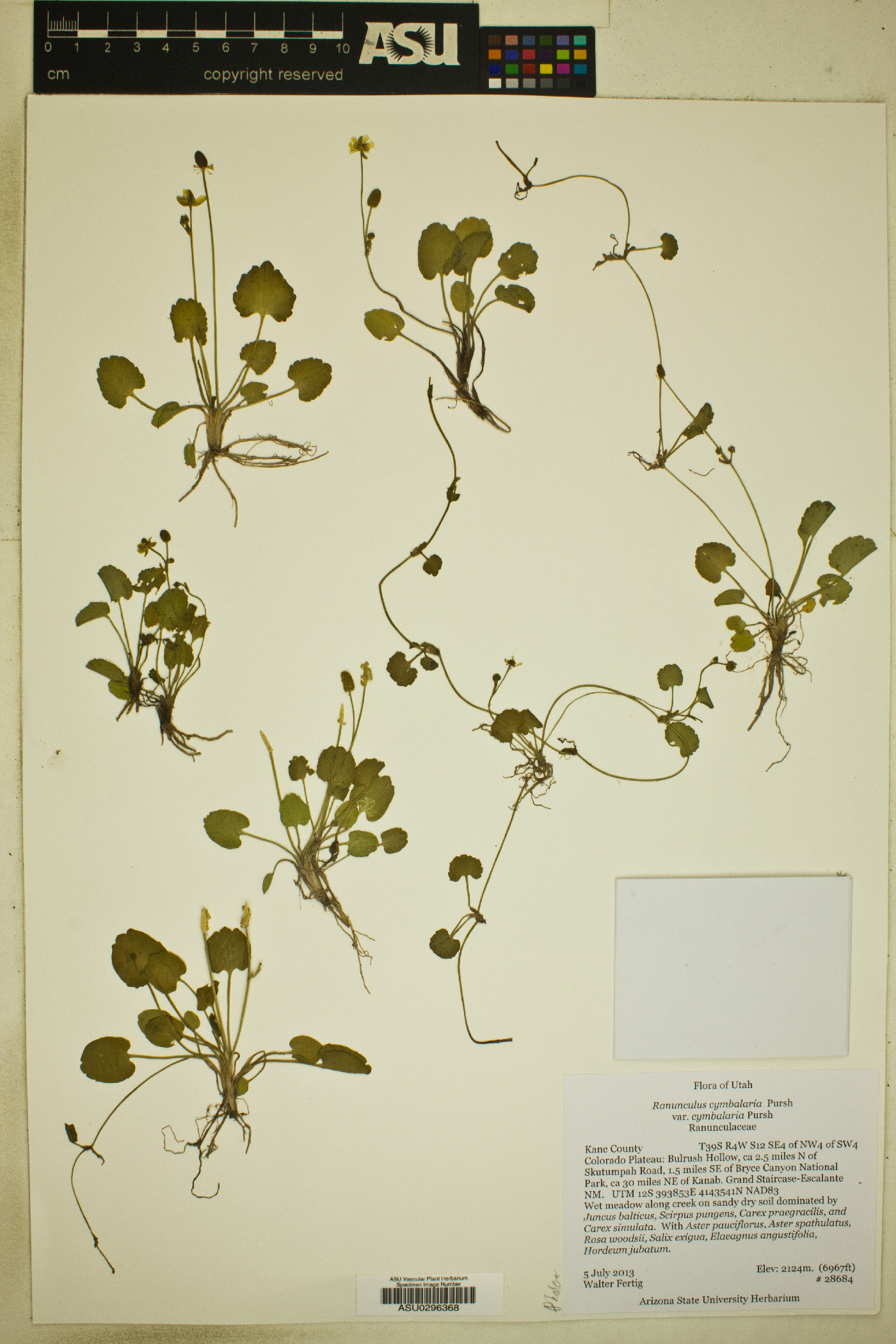 Ranunculus cymbalaria var. cymbalaria image