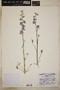 Delphinium parishii image