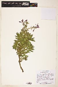 Chamerion latifolium image