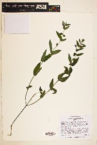 Scutellaria galericulata image