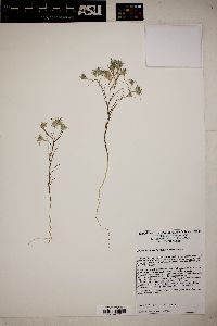 Eriastrum harwoodii image