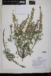 Lupinus sparsiflorus image