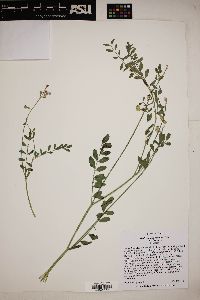 Hedysarum boreale var. boreale image