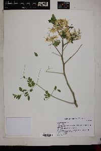 Moringa oleifera image