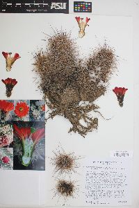 Echinocereus coccineus subsp. rosei image