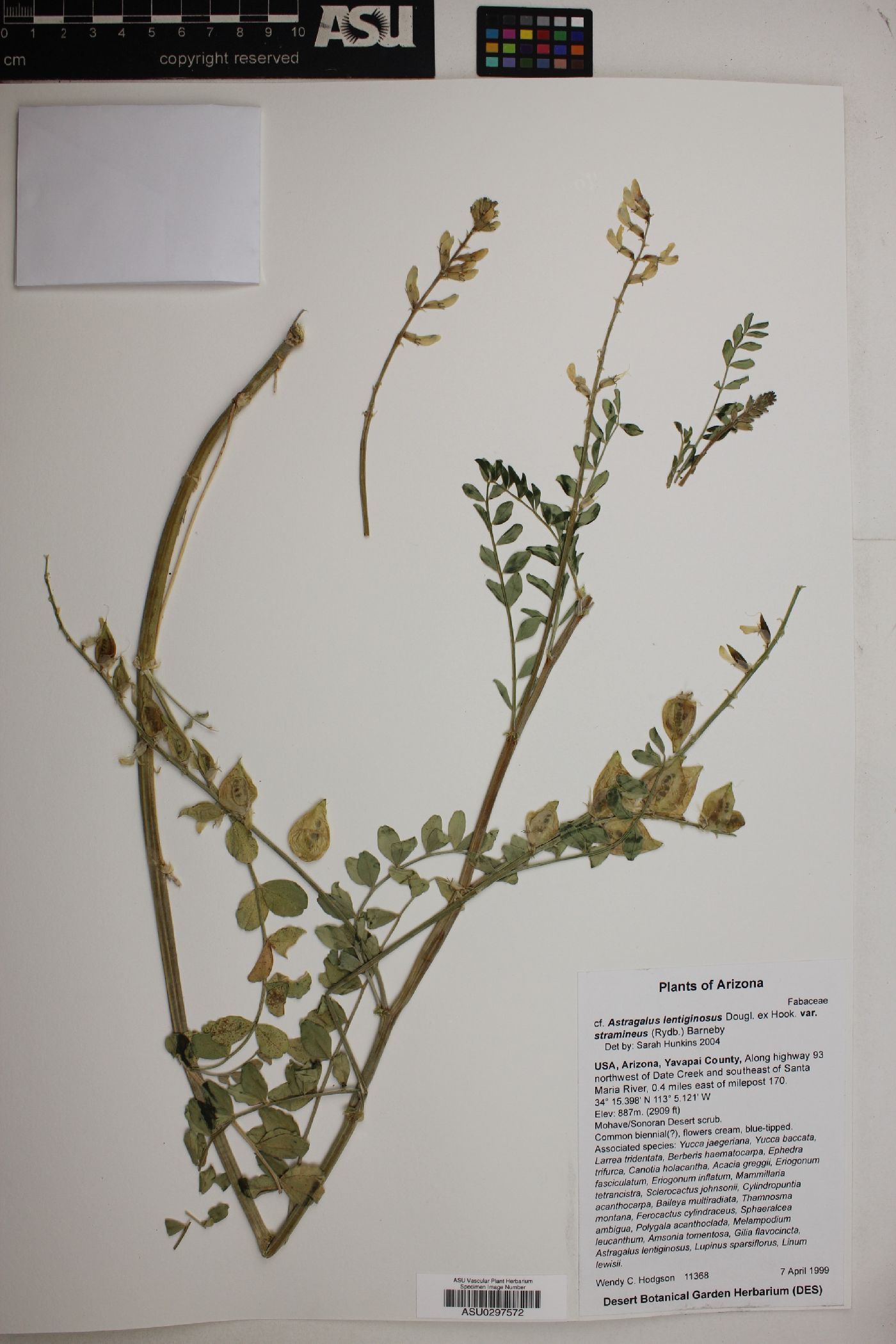 Astragalus lentiginosus var. stramineus image