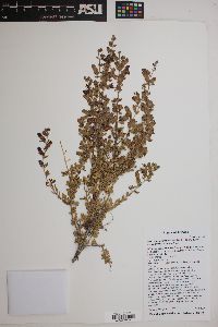 Keckiella antirrhinoides subsp. microphylla image
