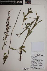 Penstemon subulatus image