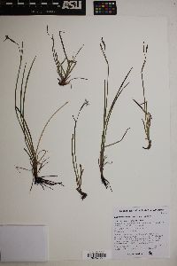 Sisyrinchium demissum image