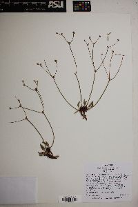 Eriogonum batemanii var. batemanii image