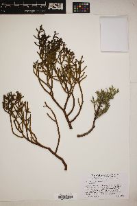 Phoradendron juniperinum image