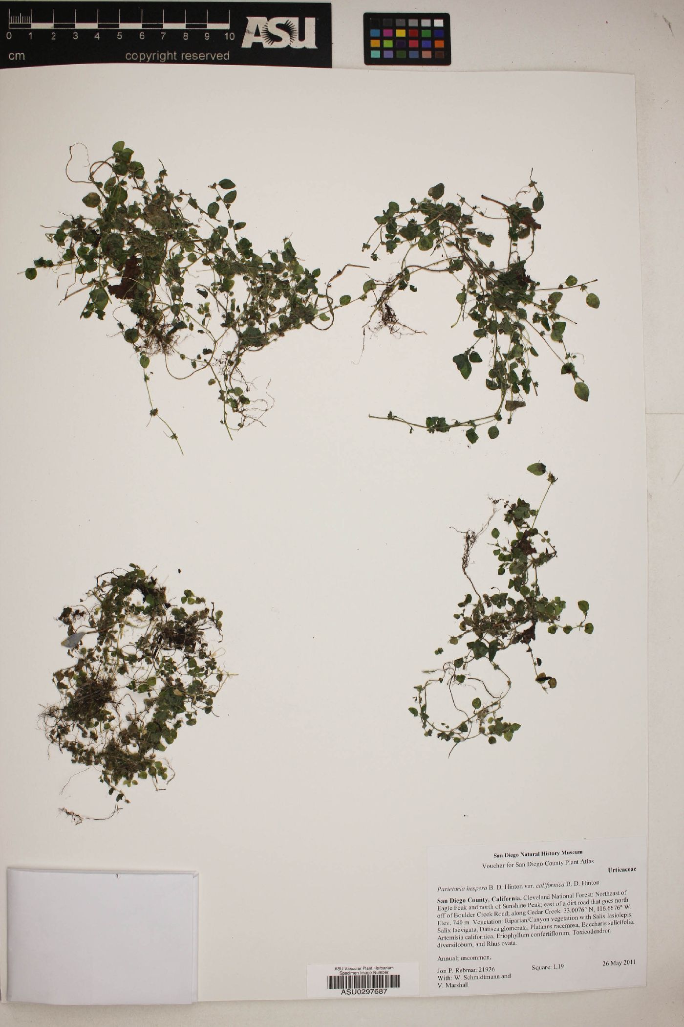 Parietaria hespera var. californica image