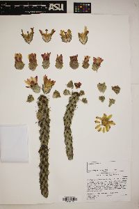 Cylindropuntia californica subsp. californica image