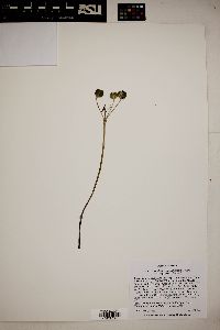 Androstephium breviflorum image