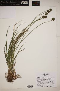 Carex microptera var. microptera image