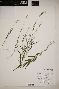 Hebecarpa obscura image