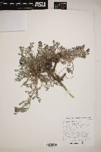 Astragalus humistratus image