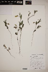 Crotalaria sagittalis image