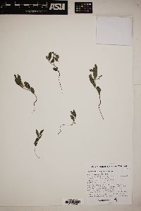 Crotalaria sagittalis image