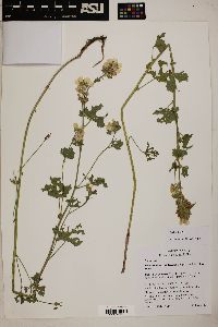 Sidalcea hickmanii subsp. petraea image