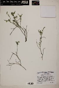 Rhinotropis acanthoclada image