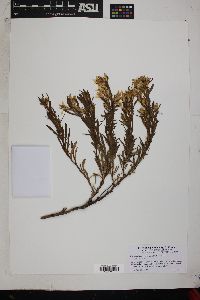 Ericameria bloomeri image