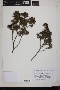 Chamaecyparis thyoides image