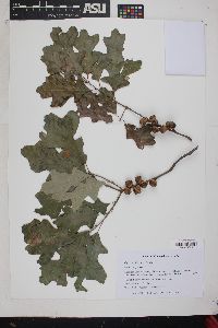 Quercus ilicifolia image