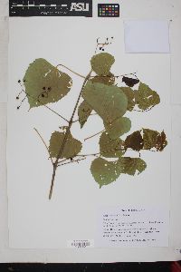 Ampelopsis cordata image