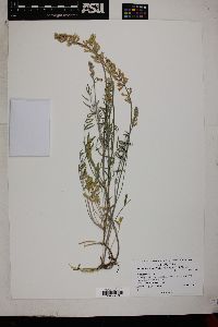 Astragalus flavus var. higginsii image