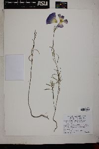 Clarkia gracilis image