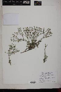 Sabulina nuttallii var. gregaria image