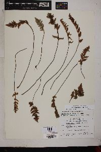 Myriopteris lindheimeri image