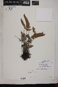 Myriopteris lindheimeri image